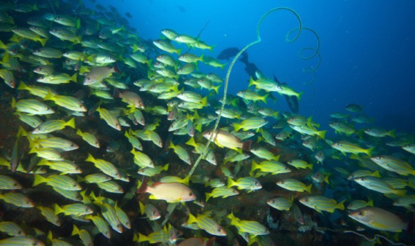 Aire marine protégée des Marquises : la démarche de concertation se poursuit