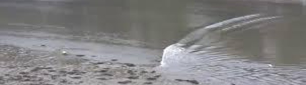 Un mini-tsunami touche des îles du sud du Japon