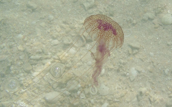 Appel à la prudence à Tahiti après des incidents liés aux méduses