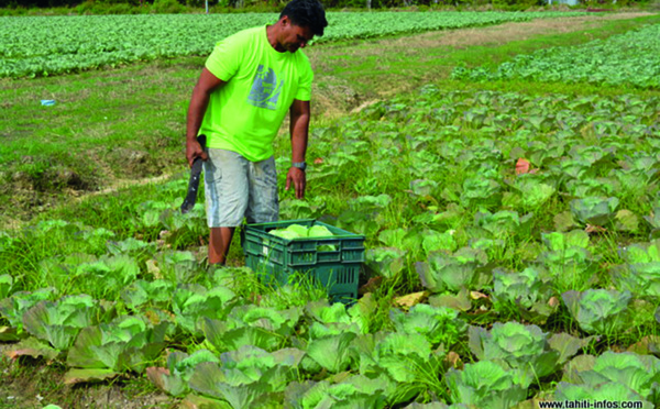 Une loi pour “augmenter les surfaces agricoles”