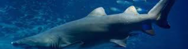 Nouvelle-Calédonie: un nageur tué par un requin