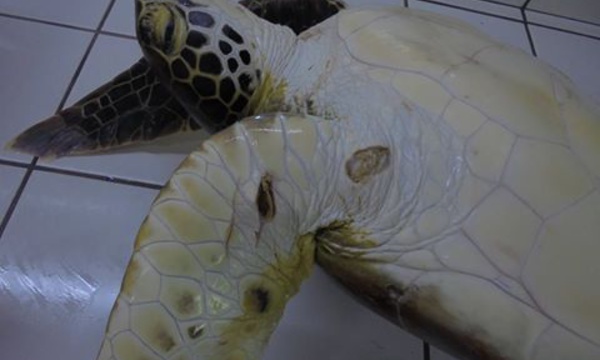 Une nouvelle tortue blessée à Moorea