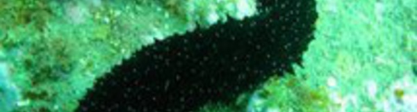 La pêche aux rori est ouverte