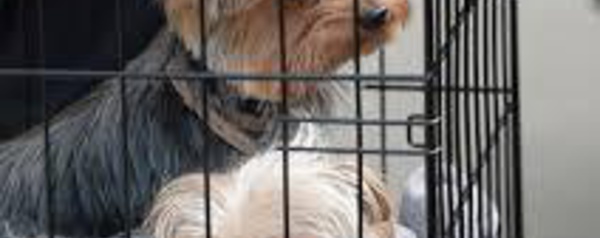 Indésirables, les chiens de Johnny Depp vont quitter l'Australie comme ils étaient venus: en jet privé