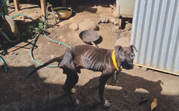 ​Bientôt un agent dédié au bien-être animal