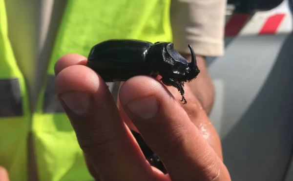 La menace permanente des espèces invasives