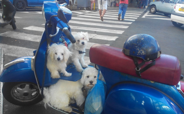 Insolite: aux abords du marché de Papeete, des petits chiens en vespa