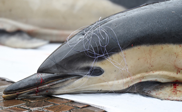 Dauphins: la météo perturbe la reprise de la pêche dans le golfe de Gascogne