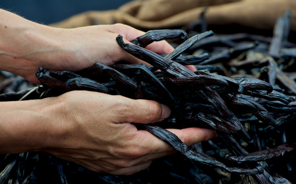 Une fédération des producteurs de vanilles françaises se prépare