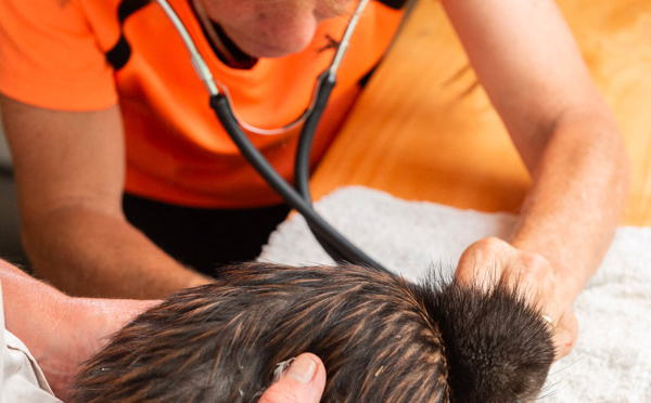 La Nouvelle-Zélande ouvre son premier hôpital pour kiwis