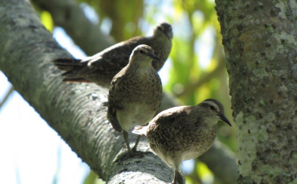 100 millions de francs pour dératiser six îles de Polynésie et sauver les oiseaux