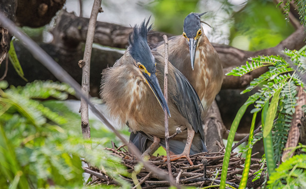 Des ‘ao réintroduits à Huahine