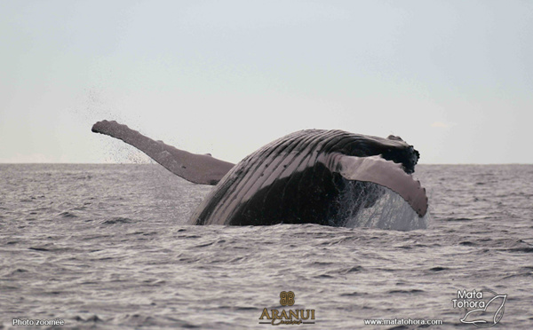 Baleine, un sanctuaire polynésien qui s'oxyde