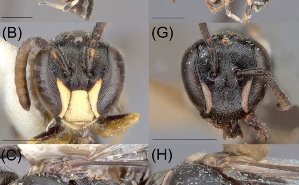 ​L’origine d’une micro-abeille des Tuamotu révélée