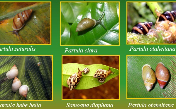 Des escargots partulas en route vers le fenua