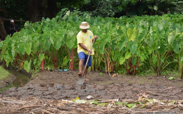 "Forte croissance" de la population aux Australes