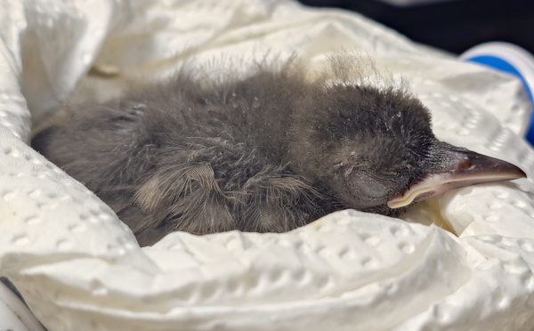 Nouvelle naissance chez le Monarque de Fatu Hiva