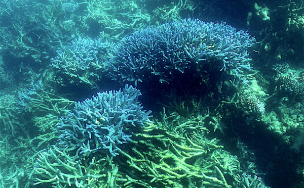 Australie: la Grande Barrière de corail subit un "blanchissement massif"