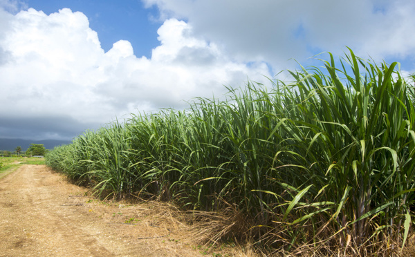 En Guadeloupe, la campagne sucrière bloquée sur le prix de la canne