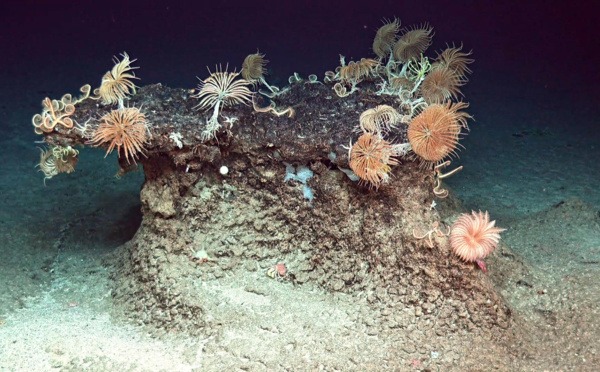 Grands fonds marins : lancement d'une plateforme régionale