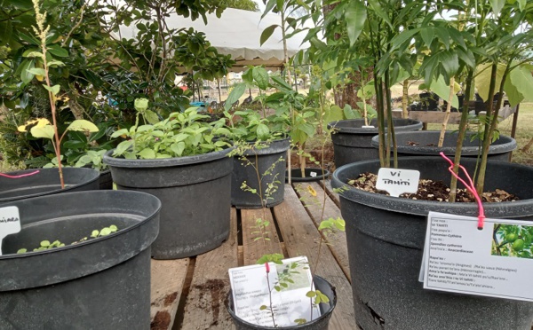 L'ILM inaugure sa pépinière de plantes médicinales à Paea