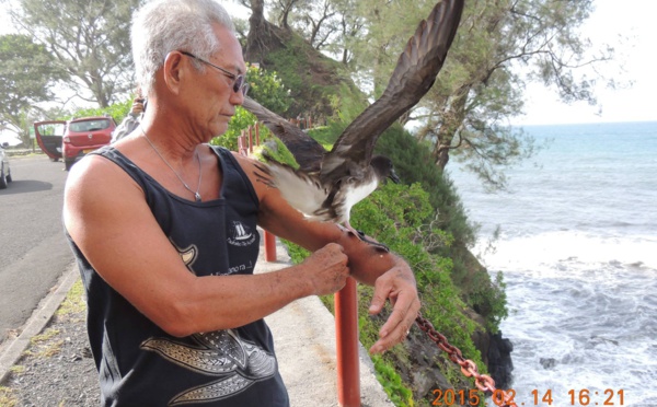 SOS Pétrels : quand les oiseaux tombent du ciel