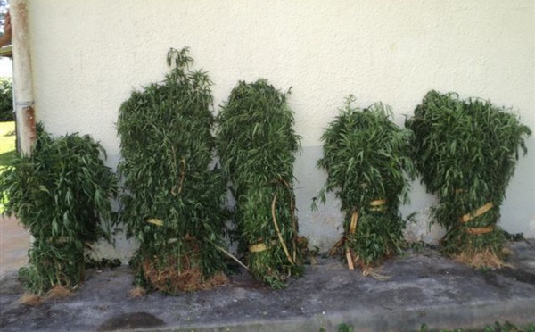 Interpellé par les gendarmes dans son champ de paka à Rimatara