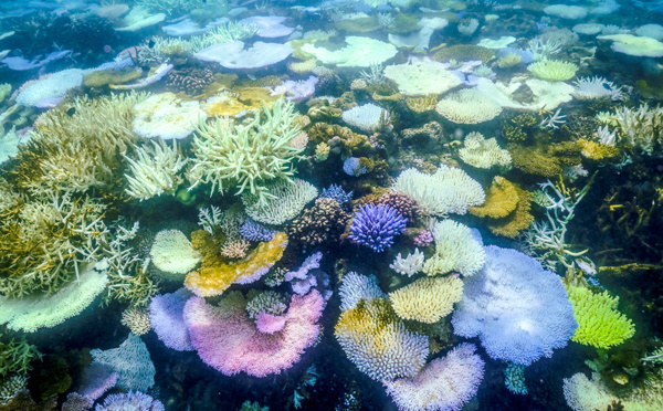 En Australie, la Grande barrière de corail plus menacée que jamais