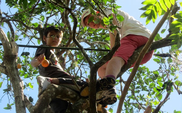Les oranges à Tahiti : d'une manne providentielle à un fruit plus rare