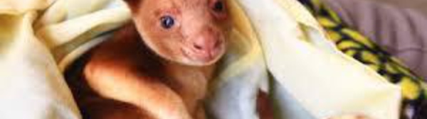 Un kangourou arboricole survit dans la poche d'un wallaby