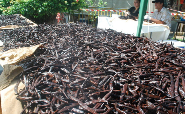 La production de vanille en très forte baisse