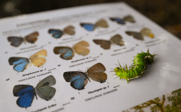 Les papillons d'Equateur : joyaux ailés et thermomètres du changement climatique