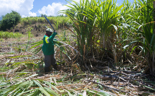 Guadeloupe: le conflit sur le prix de la canne s'enlise un mois après son lancement