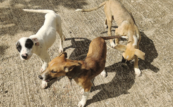 Après l'attaque de chiens au mont Marau, en finir avec l'errance canine
