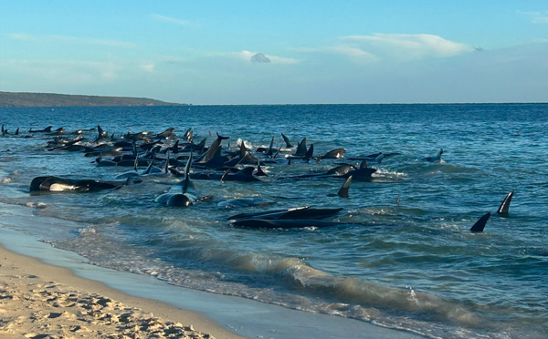 Des dizaines de cétacés s'échouent sur une plage australienne