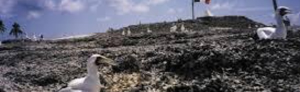 Clipperton, au coeur du Pacifique, un laboratoire à ciel ouvert