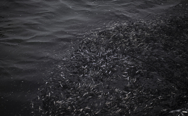 Le Pérou crée une réserve naturelle marine à la frontière avec l'Equateur