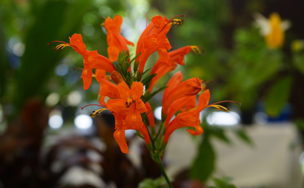 Punaauia en fleur jusqu’au 12 mai