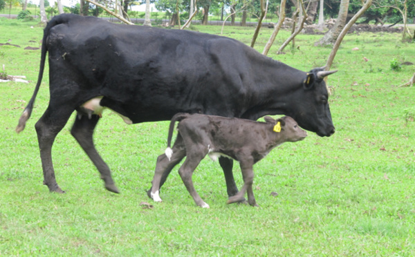 Un agriculteur de Haute-Saône rencontre des éleveurs des îles Sous-le-Vent