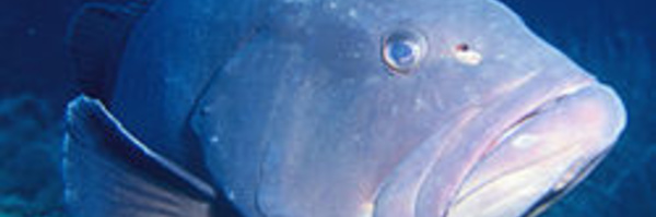 Le mystère de la reproduction des mérous sur Arte