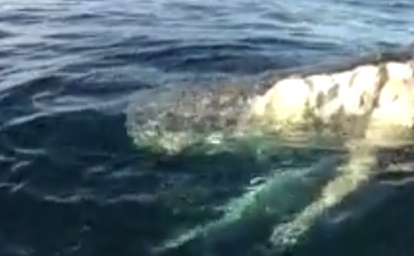 Australie: un cachalot mort dévoré par cinq requins