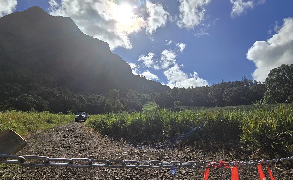 Les champs d’ananas cadenassés à Moorea