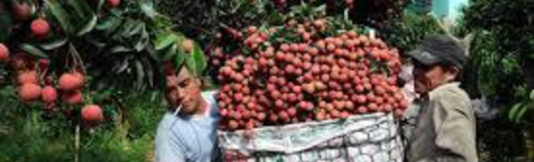 La guerre du litchi, révélatrice de la dépendance du Vietnam envers le marché chinois