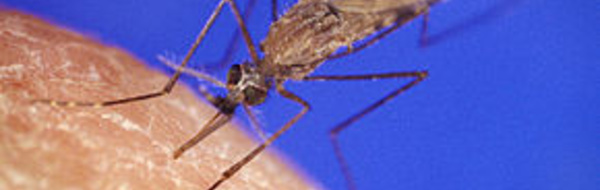 Jeux du pacifique : aucun cas de paludisme recensé pour la délégation polynésienne