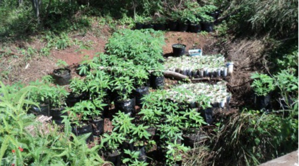 1150 pieds de paka découverts aux Australes et à Rurutu