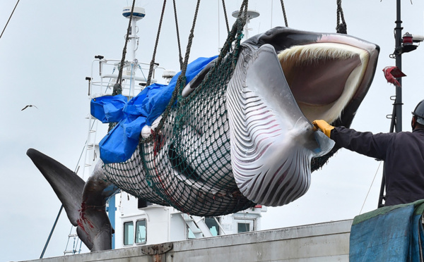 Le nouveau navire baleinier japonais débute sa première campagne de chasse