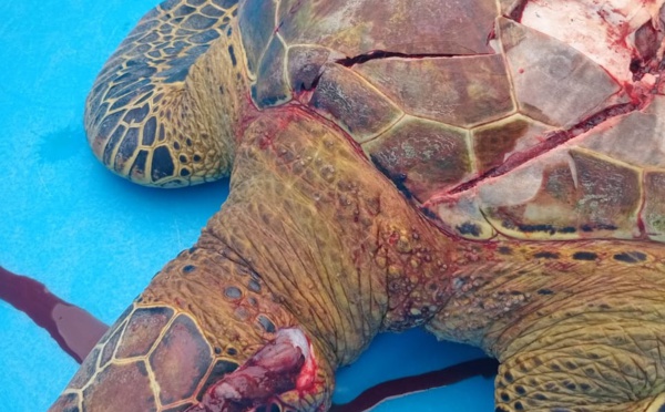 ​Trop de tortues tuées par les bateaux