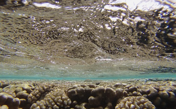 D'où vient le chlordécone de nos récifs ?
