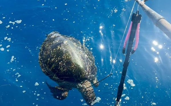 ​Une tortue verte tuée au fusil sous-marin à Faa’a
