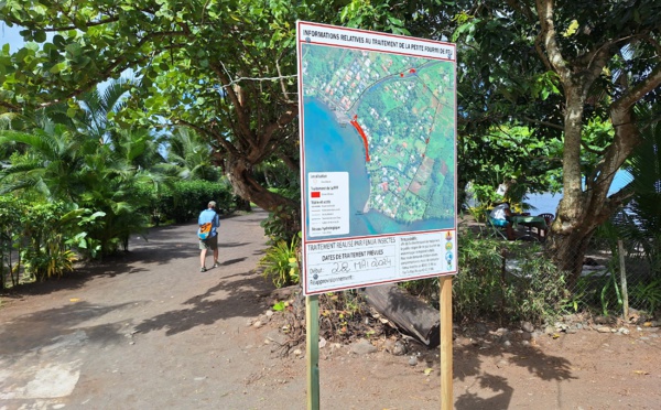 Fourmi de feu : une peste pour les JO